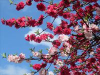 満開の桜