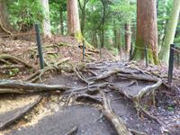 木の根道