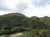 ソテツ群生地